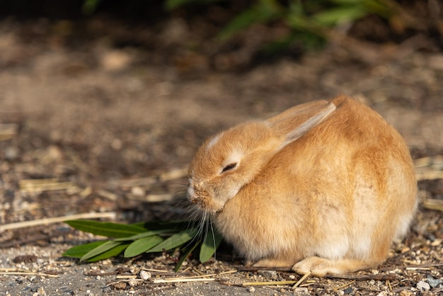 Coelhos selvagens fofos na Ilha Okunoshima em clima ensolarado, também conhecido como Ilha do Coelho. Hiroxima, Japão