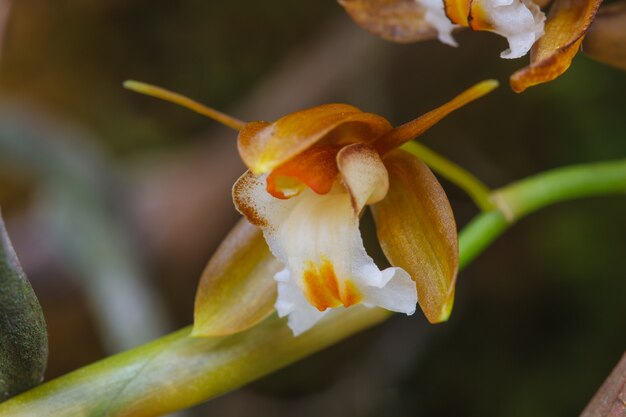 Coelogyne fuscescens Espécies raras orquídeas selvagens na floresta