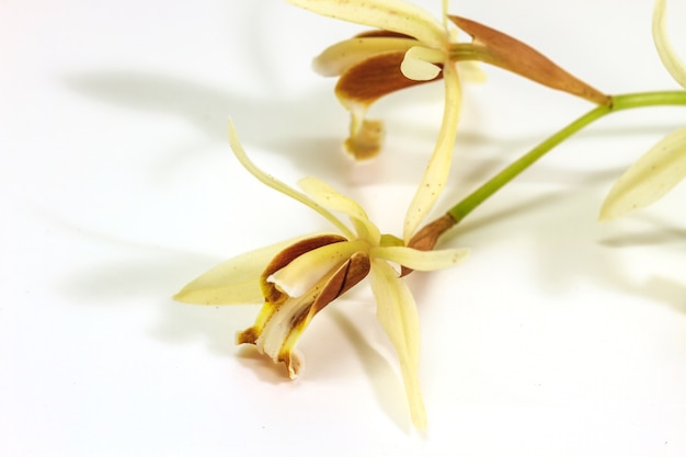 Coelogyne trinervis orchid