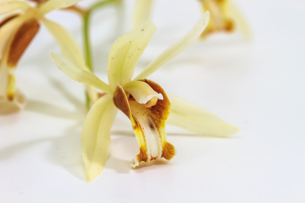 Coelogyne trinervis Orchidee