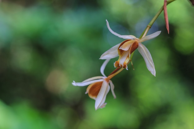 Coelogyne trinervis orquídeas
