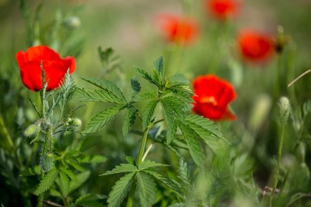 Cogollos de cannabis y cabezas de adormidera verde bajo un cielo azul