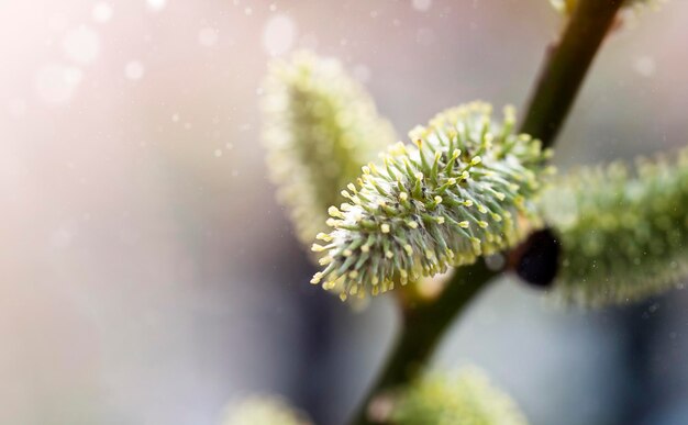 Cogollos esponjosos en ramas de primavera en primer plano Principios de la primavera flores de plantas belleza alergias