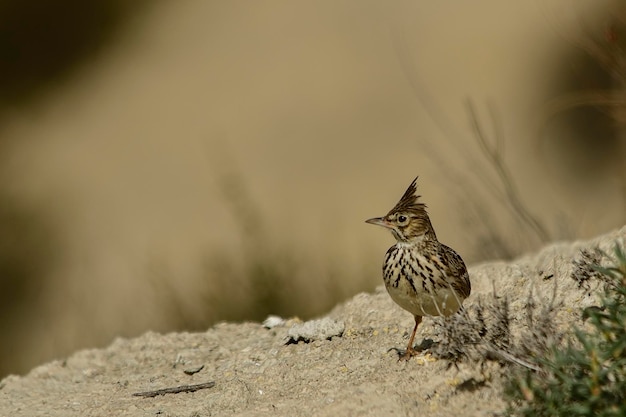 Cogujada comum ou Galerida cristata, ave da família Alaudidae.