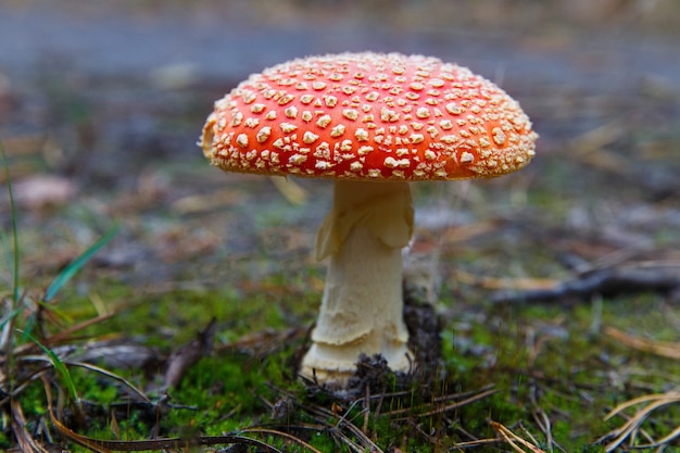 Cogumelo agárico-mosca em uma floresta, foto em close