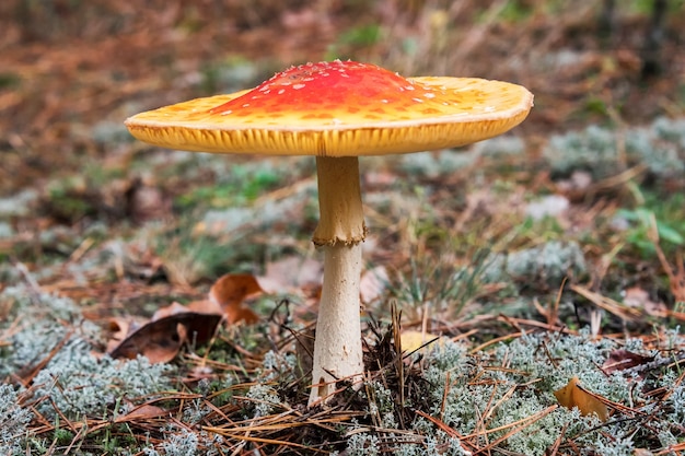 Cogumelo agárico-mosca vermelha ou cogumelo venenoso crescendo na floresta