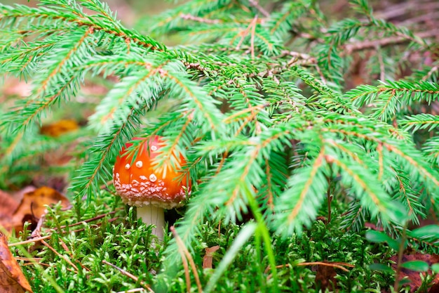 Cogumelo agárico-mosca-vermelho ou amanita com pontos brancos, crescendo na floresta de outono