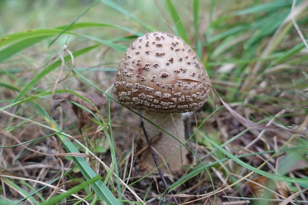 Cogumelo agárico vermelho bonito