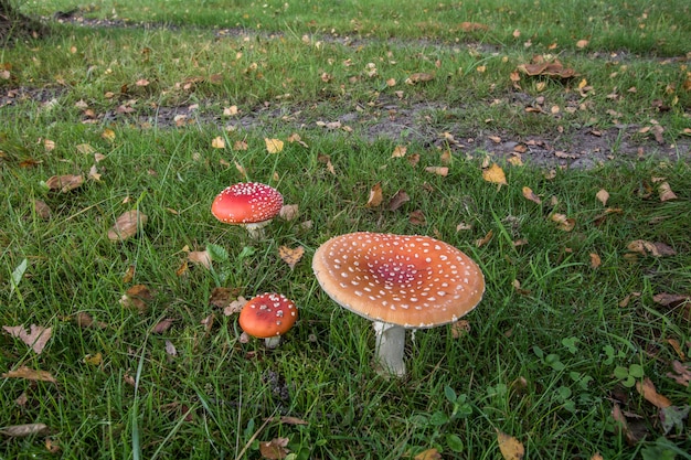 Foto cogumelo amanita, agárico mosca (amanita muscaria)