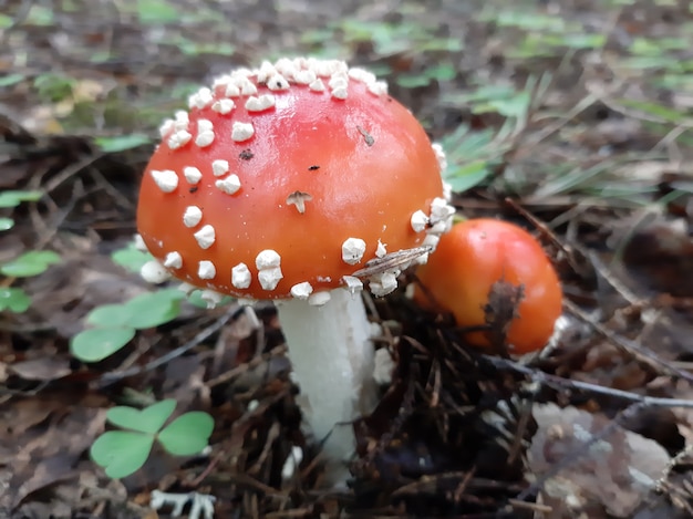 Cogumelo amanita cresce na floresta.