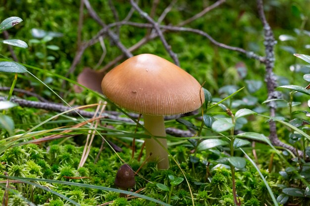 Cogumelo Amanita fulva, também conhecido como grisette tawny, um cogumelo marrom do gênero agárico com musgo verde. Outono na floresta, outubro