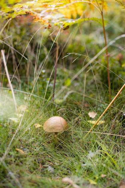 Cogumelo bolete de bétula na floresta