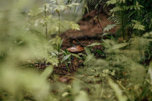 Cogumelo bolete de bétula sob um pinheiro, gotas de chuva nos galhos que penduram sobre o cogumelo