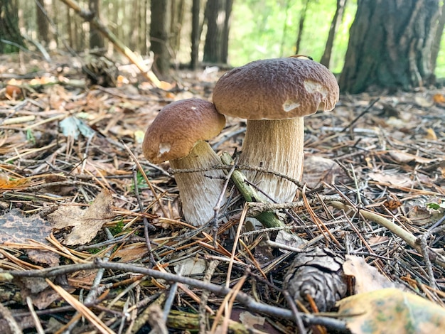 Cogumelo boleto fresco comestível crescendo em musgo na floresta.