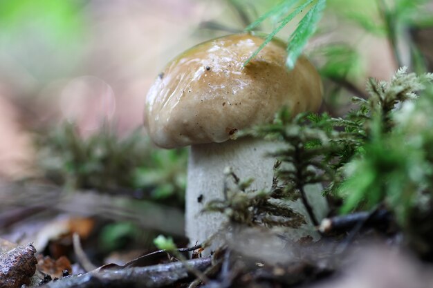 Cogumelo boleto gota d'água