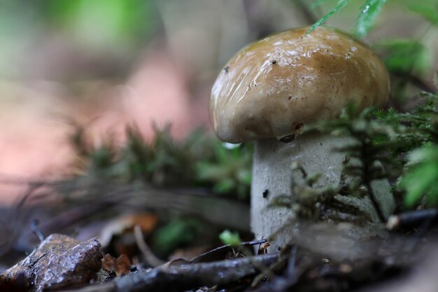 Cogumelo boleto gota d'água