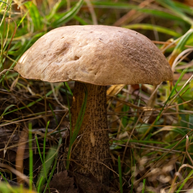 Cogumelo boletus delicioso leccinum scabrum na floresta no outono entre o musgo