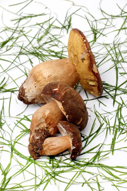 cogumelo boletus edulis