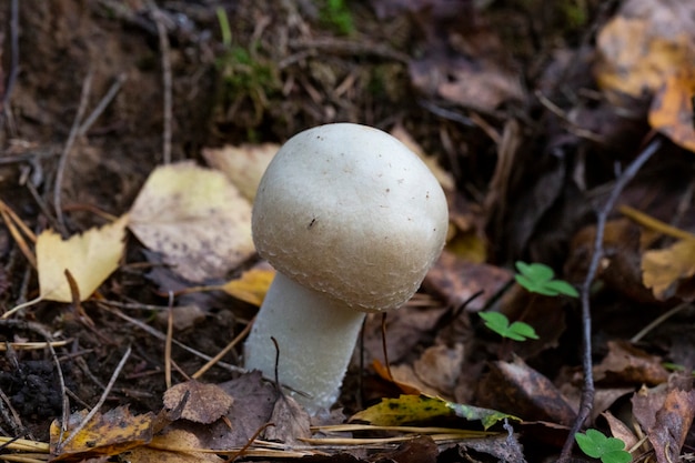 Cogumelo branco na floresta de outono entre folhas secas. cogumelos sazonais na floresta.