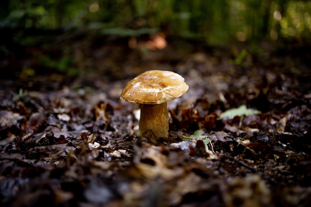 Cogumelo branco na floresta. um cogumelo com um chapéu marrom. boletus. cogumelo.