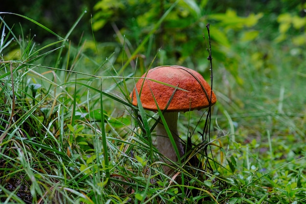 Cogumelo branco na grama da floresta