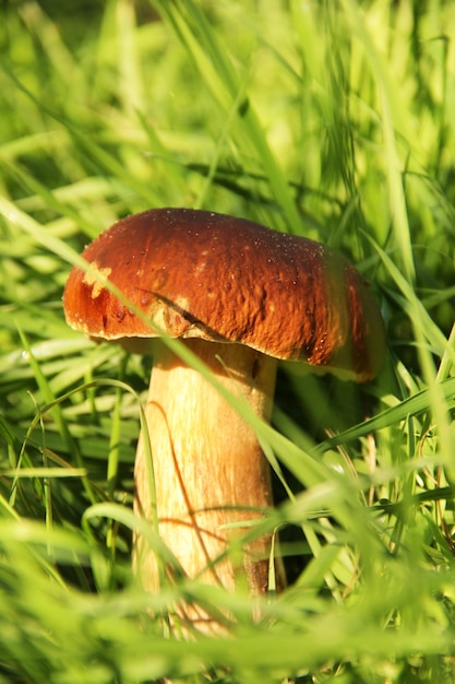 Cogumelo branco na grama. O cogumelo é iluminado pelo sol. Natureza