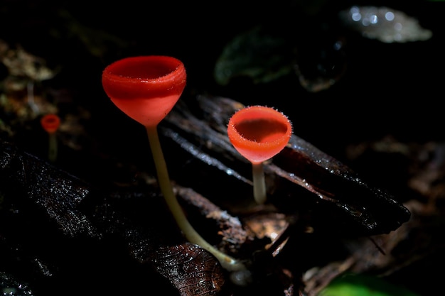 Cogumelo Champagne bonito na floresta tropical..