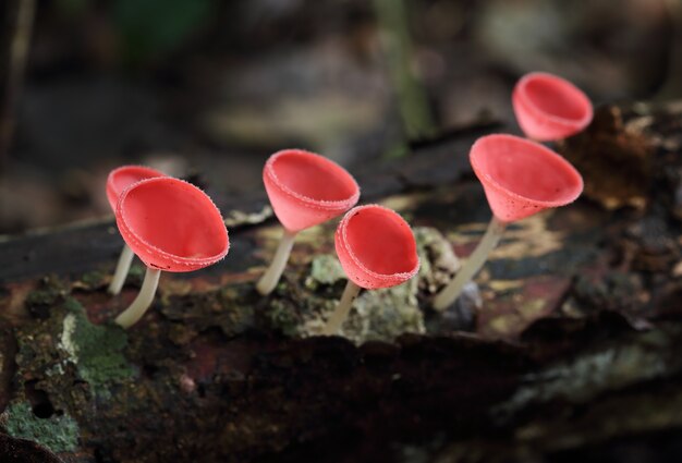 Cogumelo champanhe na floresta tropical