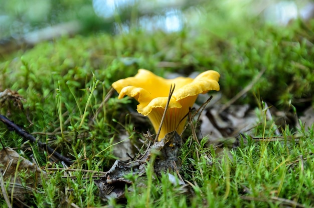 Cogumelo chanterelle no close-up de musgo