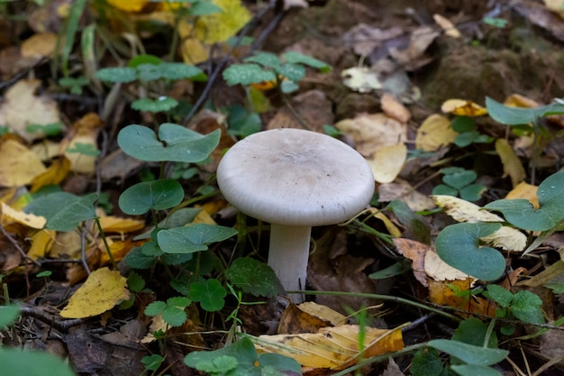 Cogumelo clitocybe nebularis na floresta de outono