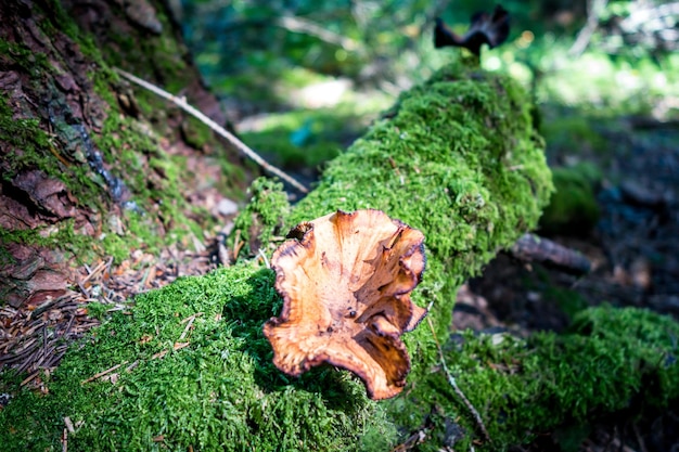 Cogumelo closeup vista em uma floresta de montanha. Haute Savoie, França