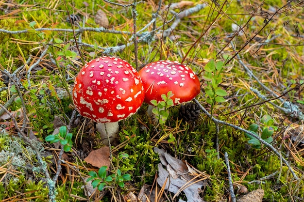 Cogumelo cogumelo vermelho pequeno na floresta