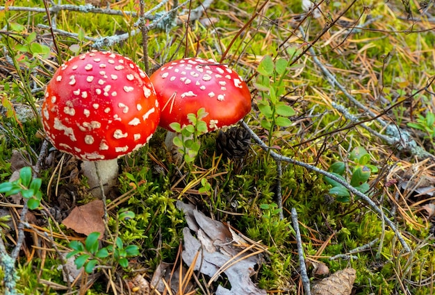 Cogumelo cogumelo vermelho pequeno na floresta