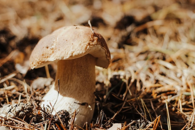 Cogumelo comestível com boné marrom Boletus edulis na floresta de conto de fadas do outono