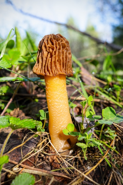 Cogumelo comestível da floresta do morel preto.