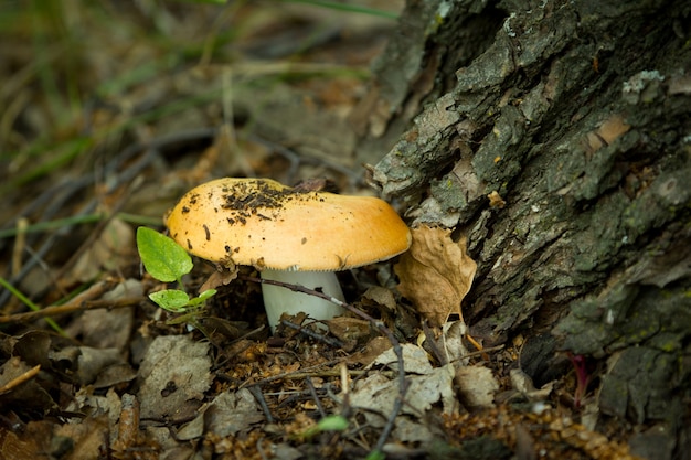 Foto cogumelo comestível na grama verde