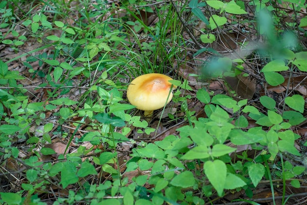 Cogumelo comestível no meio da floresta