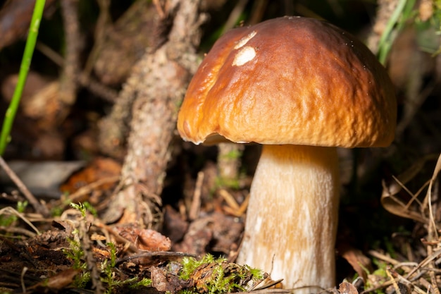 Cogumelo comestível porcini Boletus edulis Bull ou borowik szlachetny prawy prawdziwek com tampa marrom cresce em grama densa