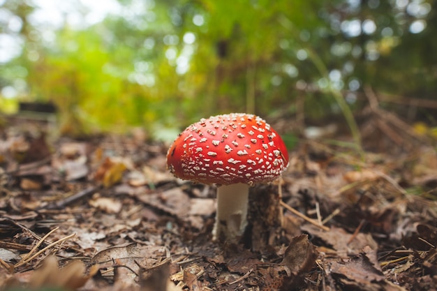 Cogumelo contra plantas turva