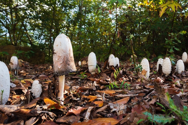 Cogumelo Coprinus comatus na floresta de outono