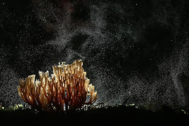 cogumelo coral/cogumelo macro bela natureza foto floresta