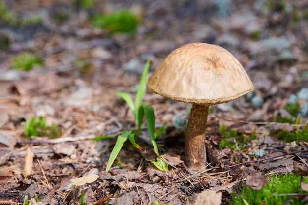 Cogumelo crescendo na floresta de outono