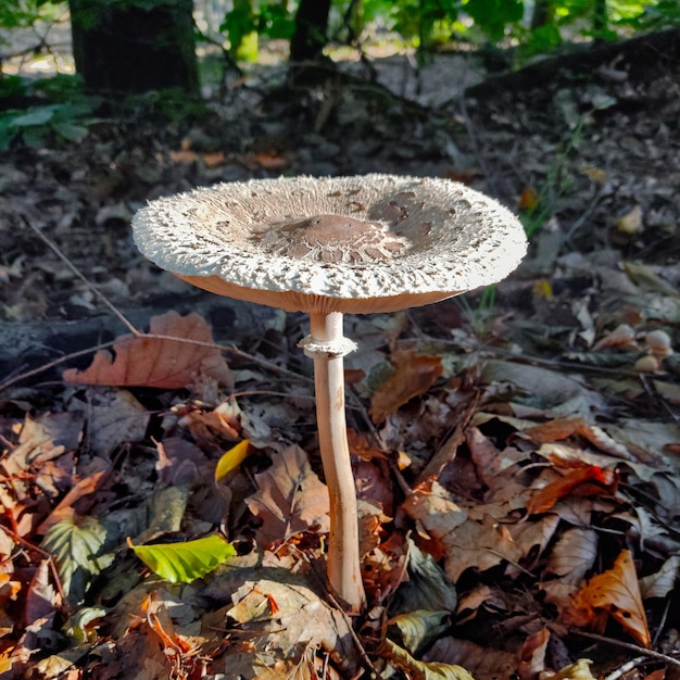 Cogumelo crescendo no chão da floresta