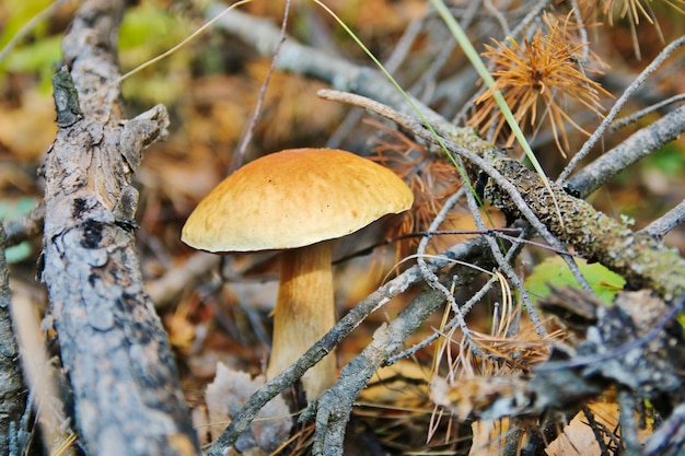 Cogumelo da floresta