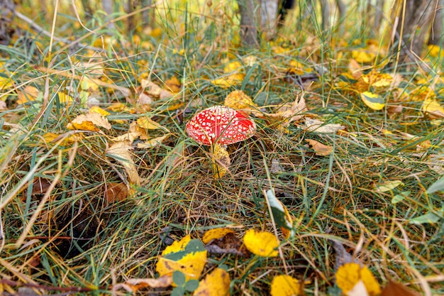 Cogumelo de alucinógeno tóxico Fly Agaric e folhas amarelas na grama na floresta de outono. Macro de fungo vermelho venenoso Amanita Muscaria fechar em ambiente natural. Paisagem de outono natural inspiradora.