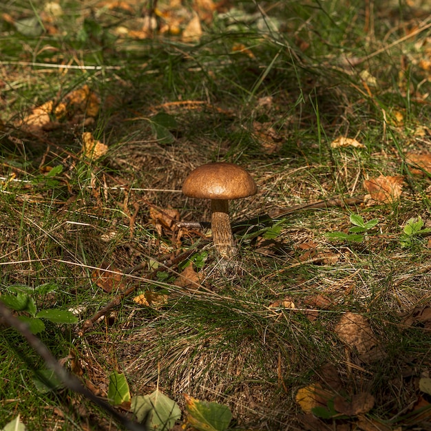 Cogumelo de bétula cresce na floresta Foco seletivo de luz natural closeup