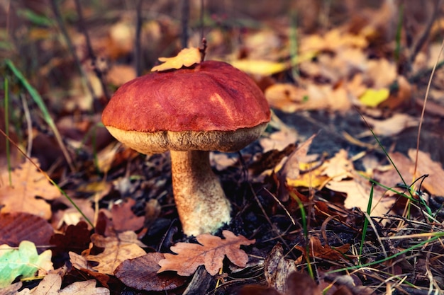 Cogumelo de boleto grande e bonito em uma clareira da floresta no outono