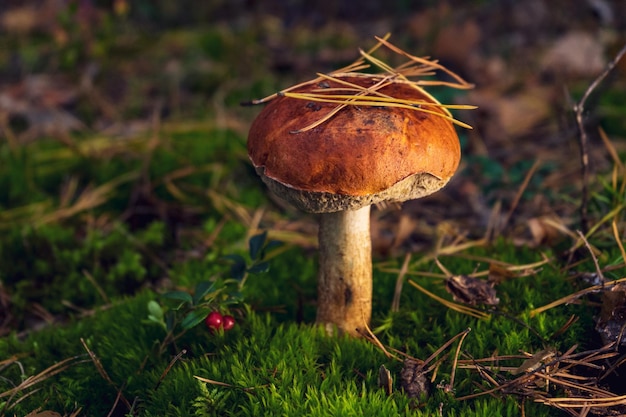 Cogumelo de boleto grande e bonito em uma clareira da floresta no outono