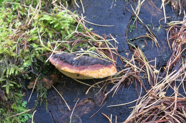 Foto cogumelo de madeira chaga tinder biselado ou inonotus biselado inonotus obliquus em uma árvore caída na floresta