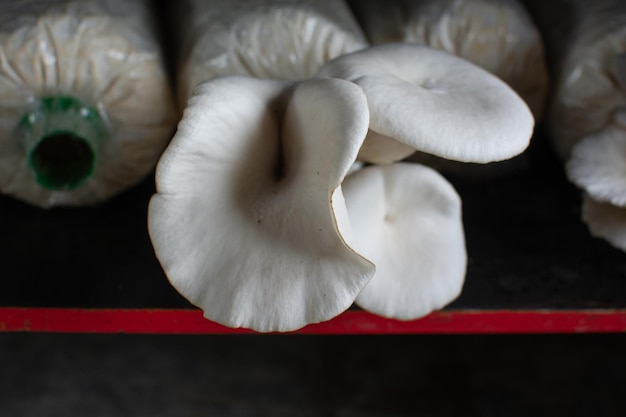 Foto cogumelo de ostra na quinta de cultivo de cogumelos